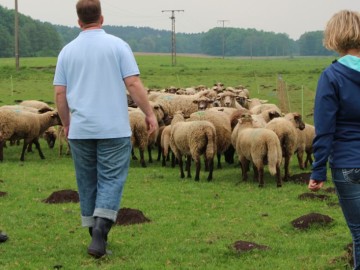 Webinaire : Le Sheep Coaching (EMCC Lorraine)